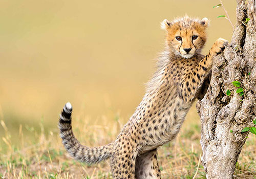 KENYA AANGEPASTE SAFARIS 25 9 Dae Kenia Safari Masai Mara, Lake Nakuru, Lake Naivasha, Amboseli, Tsavo West en Tsavo East.