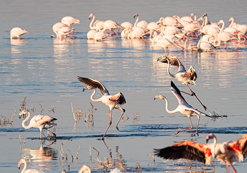 COMBINED KENYA AND TANZANIA TRIPS 7 9 Days Kenya and Tanzania Circuit Safari Lake Nakuru, Masai Mara, Serengeti, Ngorongoro Crater, Lake Manyara, Arusha and Nairobi