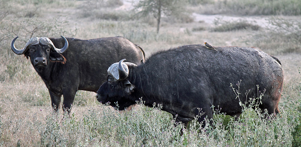 9 Days Kenya and Tanzania Circuit Safari Lake Nakuru, Masai Mara, Serengeti, Ngorongoro Crater, Lake Manyara, Arusha and Nairobi 9 Days Kenya and Tanzania Circuit Safari Lake Nakuru, Masai Mara, Serengeti, Ngorongoro Crater, Lake Manyara, Arusha and Nairobi