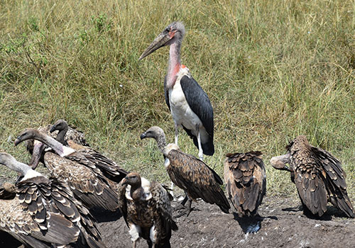 KENYA AND TANZANIA GROUP JOINING SAFARIS 3 9 Days Kenya and Tanzania Masai Mara, Lake Nakuru, Arusha, Lake Manayara, Serengeti, Ngorongoro Crater Budget Safari.
