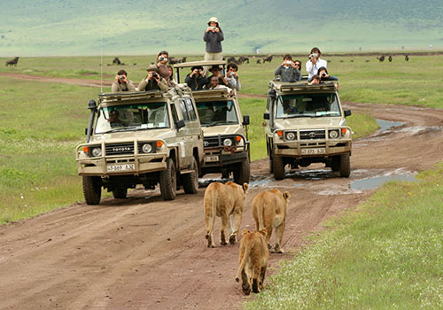 9 Days Kenya and Tanzania Standard Safari Masai Mara, Lake Nakuru, Arusha, Lake Manyara, Serengeti, Ngorongoro Crater