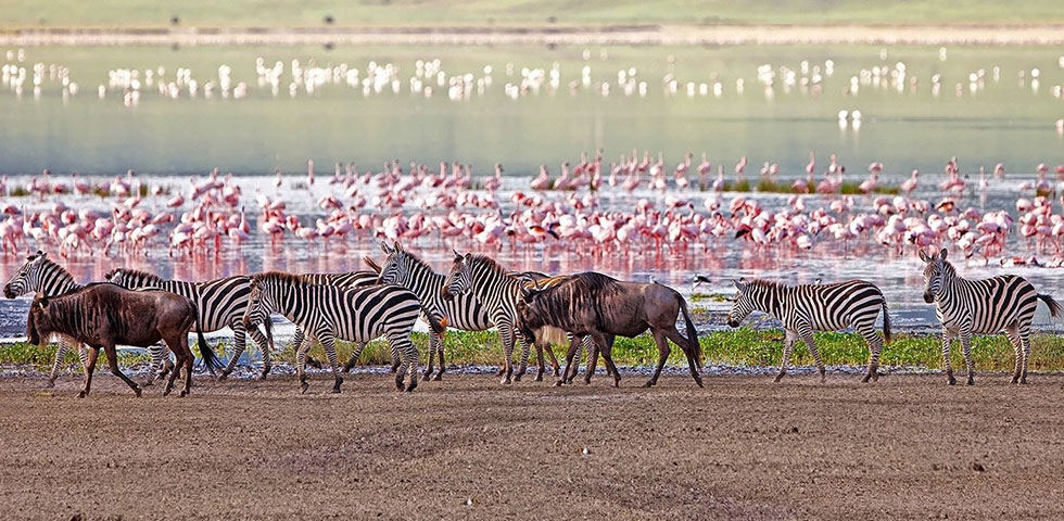 9 Days Kenya and Tanzania Standard Safari Masai Mara, Lake Nakuru, Arusha, Lake Manyara, Serengeti, Ngorongoro Crater 9 Days Kenya and Tanzania Standard Safari Masai Mara, Lake Nakuru, Arusha, Lake Manyara, Serengeti, Ngorongoro Crater