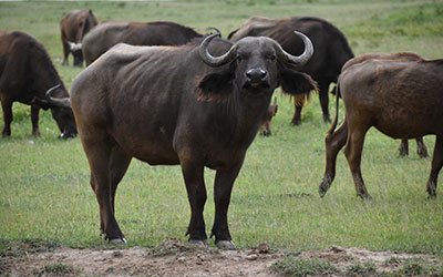 Absolute Holiday Safaris Absolute Holiday Safaris