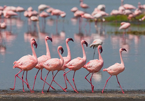 Day Trip to Lake Bogoria National reserve.