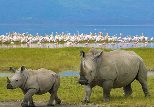 Day Trip to Lake Nakuru National Park.