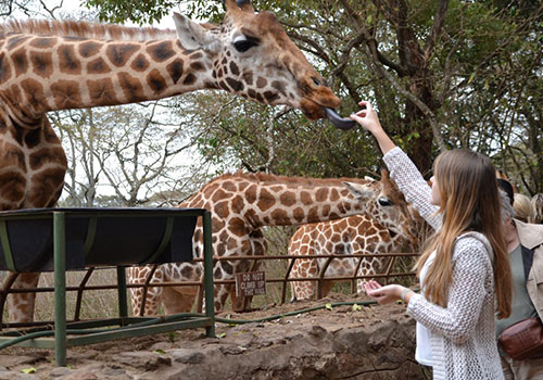 Giraffe Center and David Sheldrick– 3 hrs