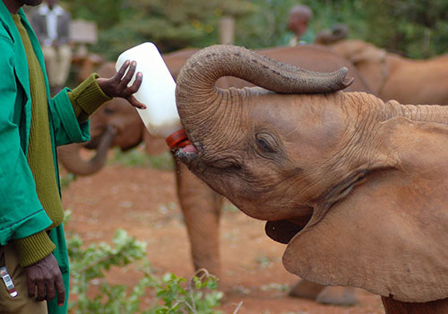 Nairobi Full Day Tour from 0830am to 1800hrs
