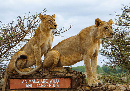 Nairobi National Park- kenya short trips