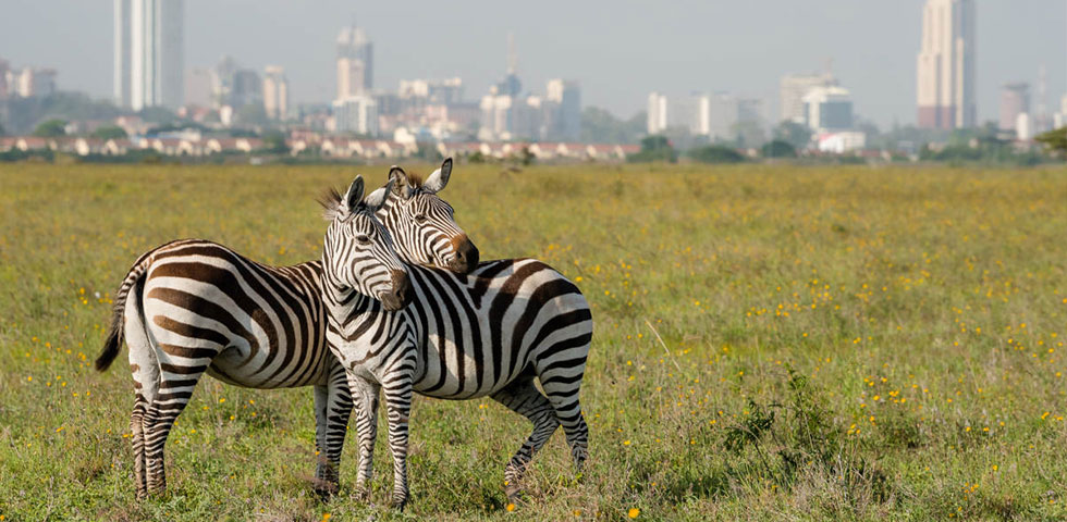 Nairobi National Park – 4 hours game drive Nairobi National Park – 4 hours game drive