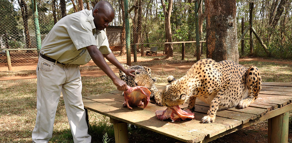 ናይሮቢ ብሄራዊ ፓርክ ፣ ናይሮቢ safari የእግር ጉዞ እና የናይሮቢ የእንስሳት ማሳደጊያዎች - 6 ሰዓቶች ናይሮቢ ብሄራዊ ፓርክ ፣ ናይሮቢ safari የእግር ጉዞ እና የናይሮቢ የእንስሳት ማሳደጊያዎች - 6 ሰዓቶች