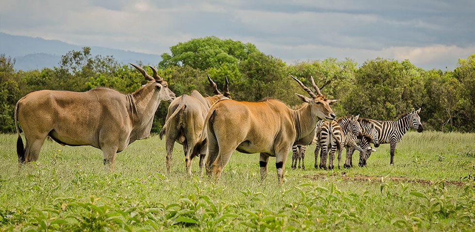 Aberdare National Park