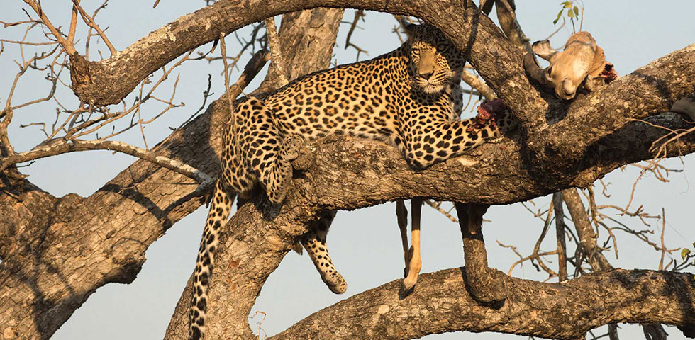 Tsavo West & Tsavo East National Park Tsavo West & Tsavo East National Park