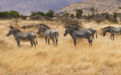 10 Days Kenya Safari Holiday Tours -Absolute Holiday Safaris Kenya Safari Holiday Tours