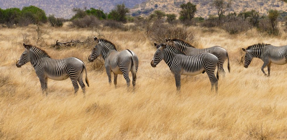 10 Days Kenya Safari Holiday Tours -Absolute Holiday Safaris Kenya Safari Holiday Tours
