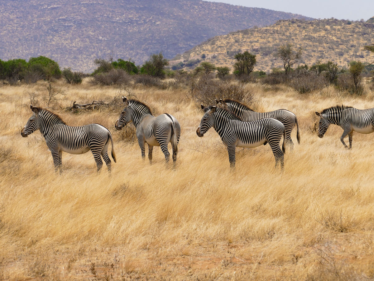 Kenya Safari Holiday Tours