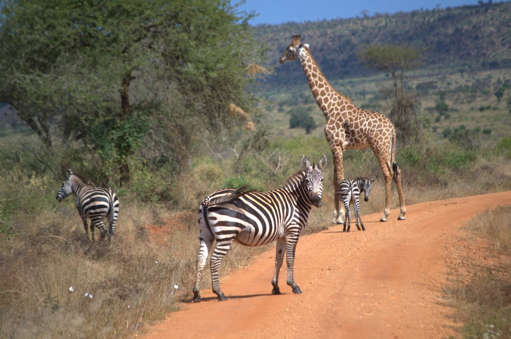 Magical Kenya Safari Tour