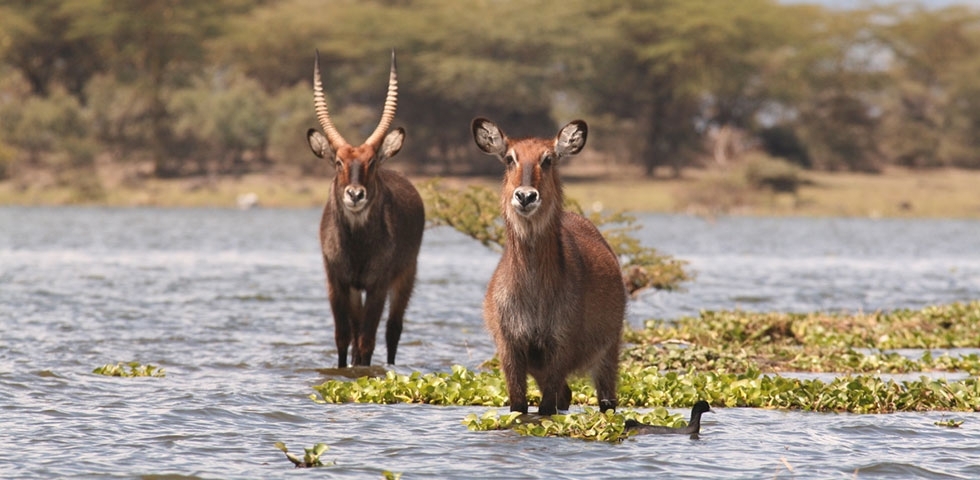 2 Days Naivasha - Absolute Holiday Safaris 2 Days Naivasha