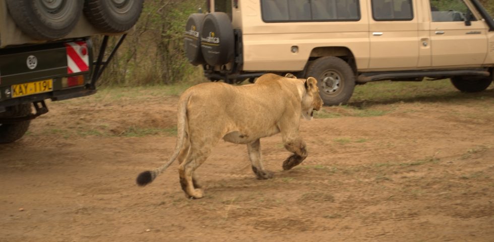 3 Days Masai Mara Game Reserve 3 Days Masai Mara Game Reserve