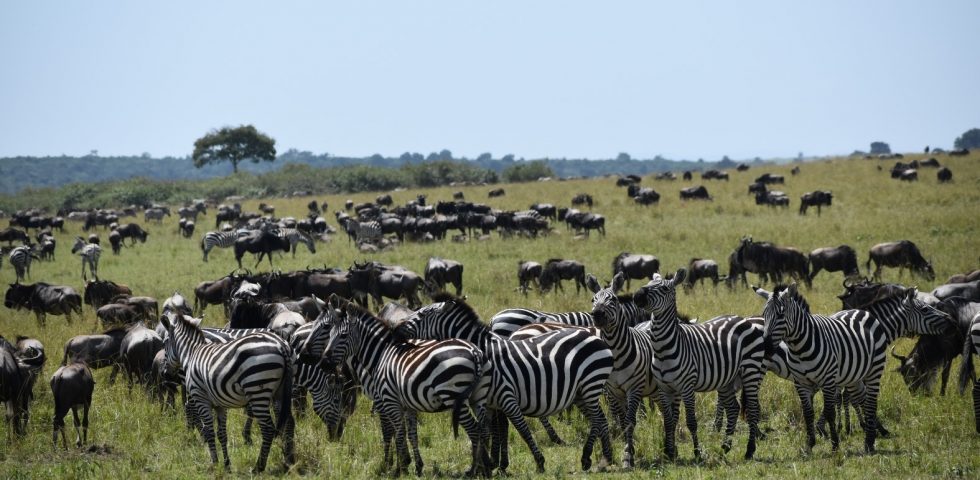 4 Days Masai Mara Wildlife Safari - Absolute Holiday Safaris Masai Mara Wildlife Safari