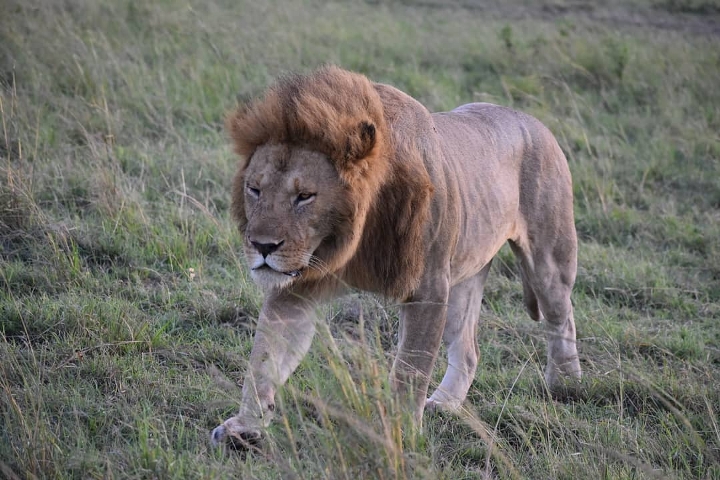 Budget Safari Tour In Kenya