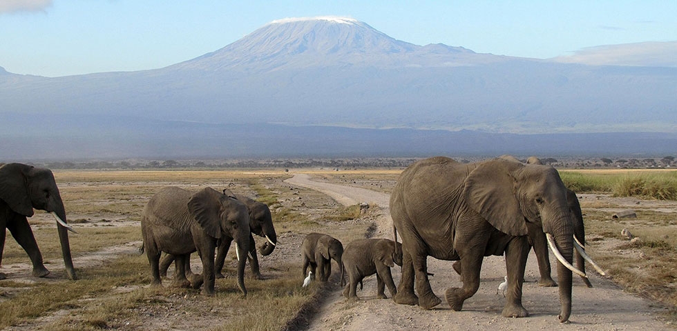 Kenya Holiday Safaris