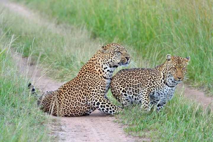 Kenya Safari Holiday Tours