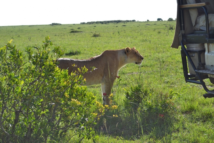 Kenya Wildlife Adventure Tour