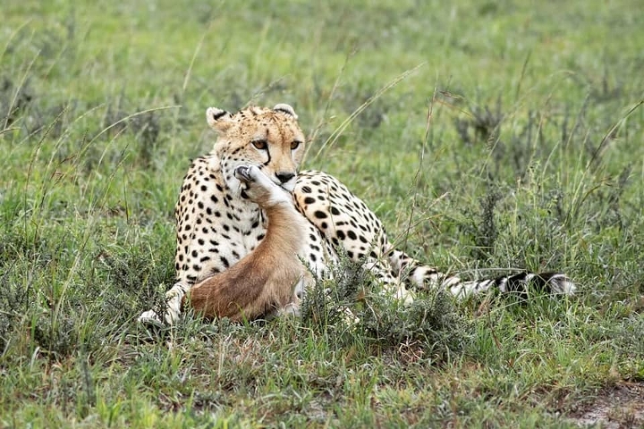 Kenya Lodge Safari Package