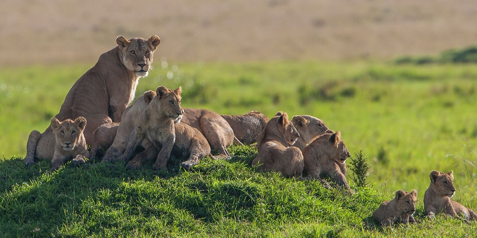 7 Days Kenya budget safari package - Absolute Holiday Safaris Kenya Budget Safari Package