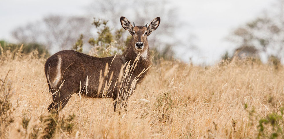 Exciting Kenya Safari