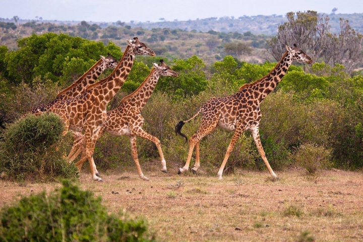 African Safari Across Kenya and Tanzania - Absolute Holiday Safaris African Safari Across Kenya and Tanzania