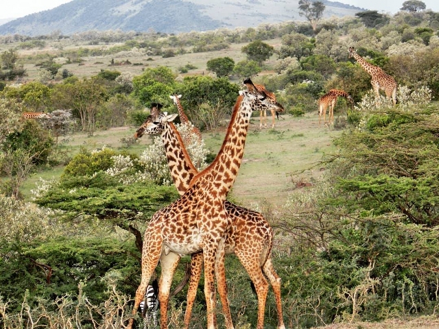 African Safari Holiday in Kenya and Tanzania - Absolute Holiday Safaris African Safari Holiday In Kenya and Tanzania