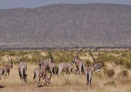 Best Kenya Safari Tour Samburu National Reserve Best Kenya Safari Tour