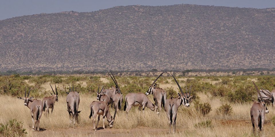 Best Kenya Safari Tour Samburu National Reserve Best Kenya Safari Tour