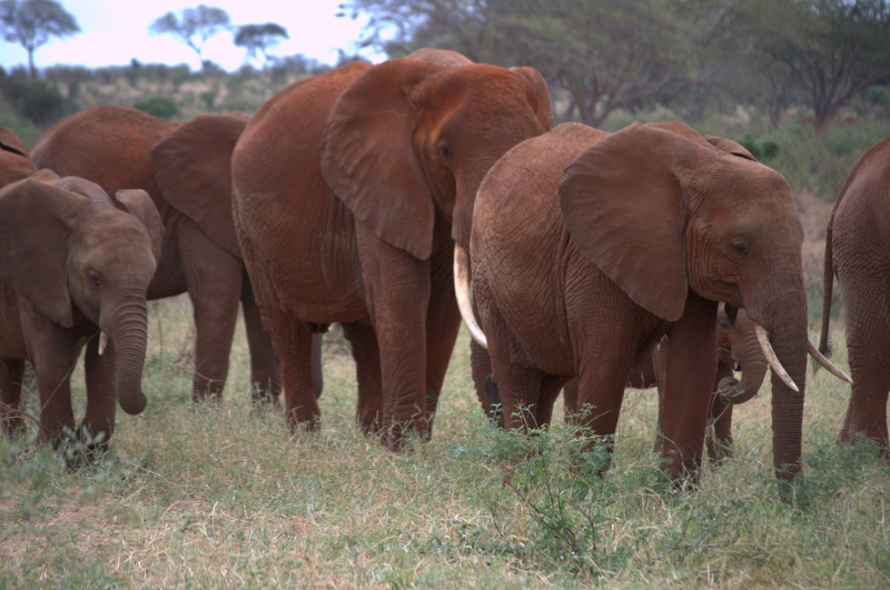 Great Kenya Safari Tour