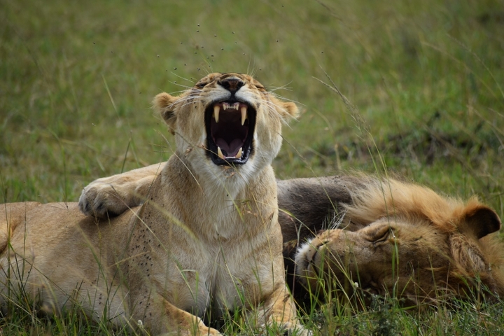 Kenya Adventure Safari Tour Package