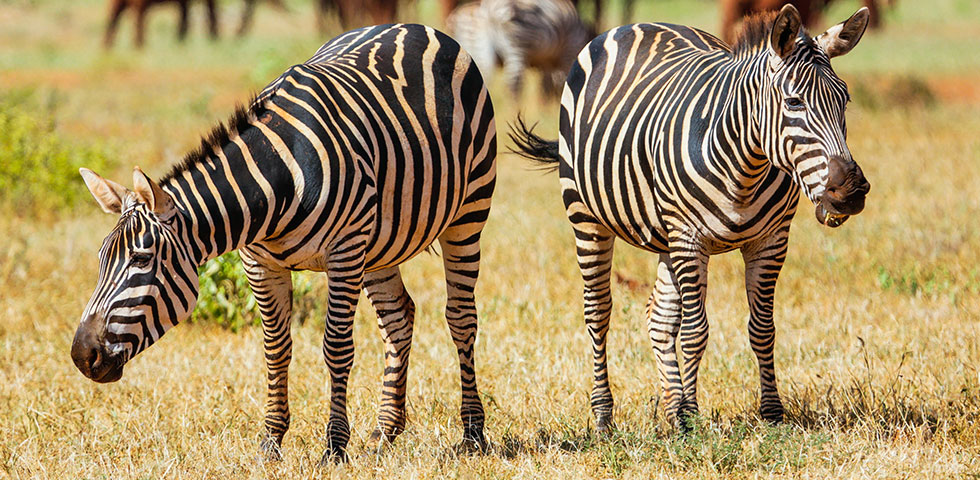 Kenya Safari Package Tsavo