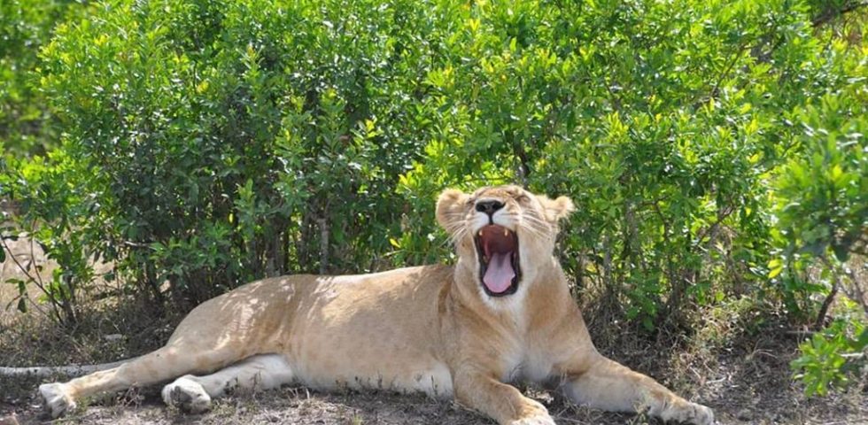 Kenya Tanzania Wildlife Safari - Absolute Holiday Safaris Kenya Tanzania Wildlife Safari