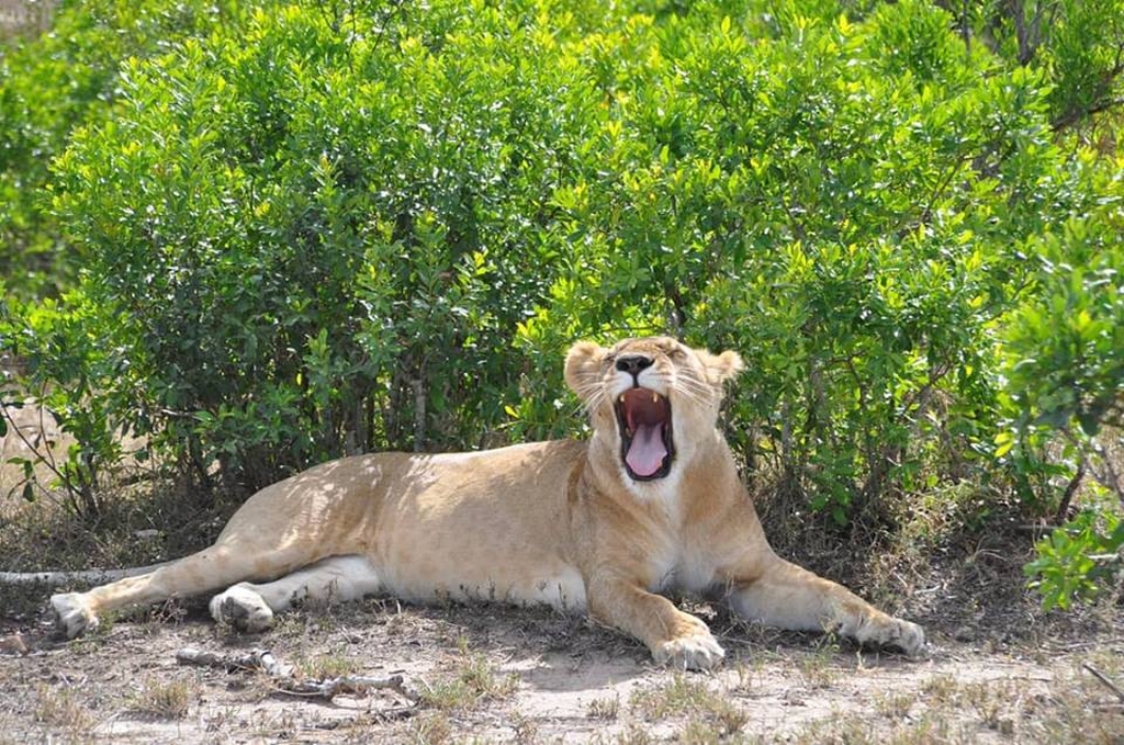 Kenya Tanzania Wildlife Safari