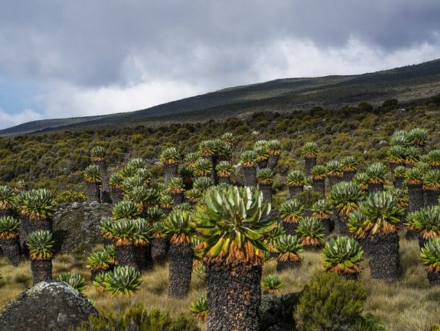 Kilimanjaro climbing Marangu Route Mount Kilimanjaro Climbing Marangu Route
