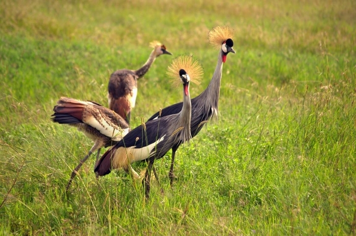 Nairobi National Park