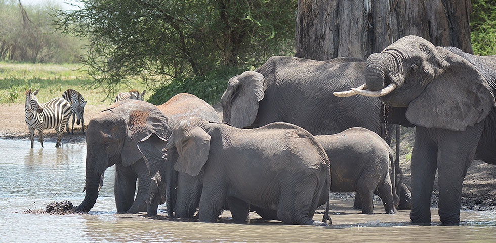 Tanzania Safari Package