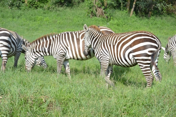 Best Safari In Kenya and Tanzania