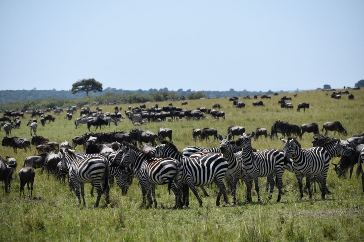 Best Tanzania Budget Safari