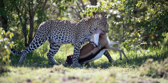 Budget Safari Kenya - Absolute Holiday Safaris Budget Safari Kenya - Masai Mara Game Reserve - Lake Nakuru National Park