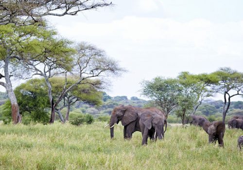 Classic Kenya and Tanzania safari