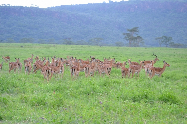 Combined Kenya and Tanzania Safari