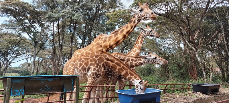 Giraffe Center - Bomas of Kenya