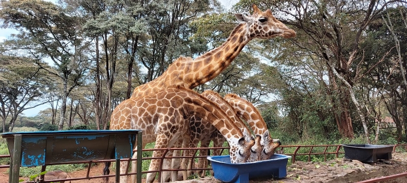 Giraffe Center - David Sheldrick