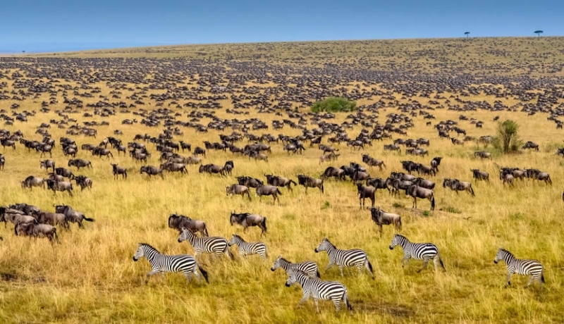 Kenya and Tanzania Budget Camping safari - Absolute Holiday Safaris Kenya and Tanzania Budget Camping safari